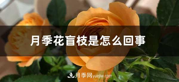 月季花盲枝是怎么回事？怎么處理？(圖1)