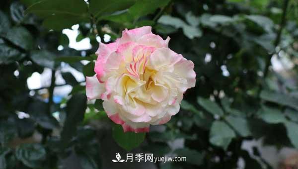 月季花盲枝是怎么回事？怎么處理？(圖2)