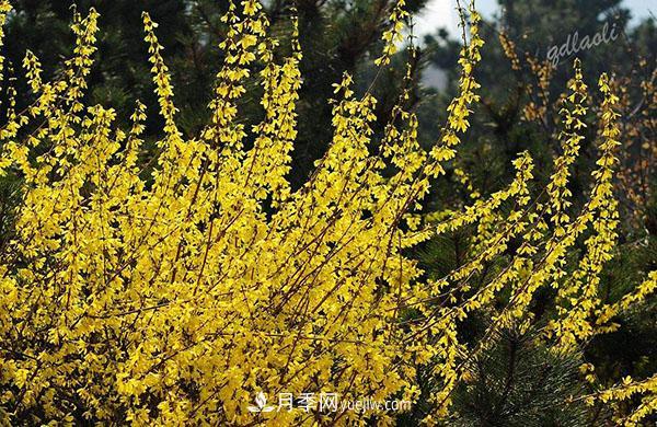 連翹的生長(cháng)習性，品種與類(lèi)別的介紹(圖4)