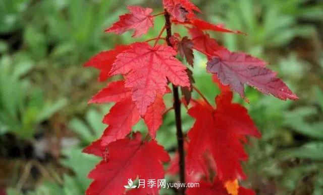 日本紅楓、美國紅楓、中國紅楓這樣區分，認識這種彩葉苗木(圖6)