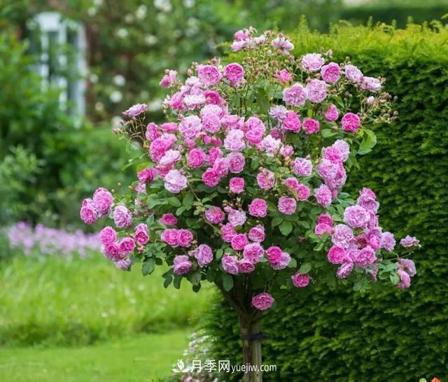 月季升級版月季樹(shù)，養護就4點(diǎn)，有模有樣開(kāi)成樹(shù)月花(圖3)