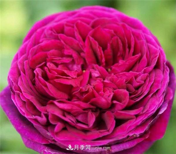 推薦6款月季，高貴典雅的花名讓人過(guò)目不忘(圖6)