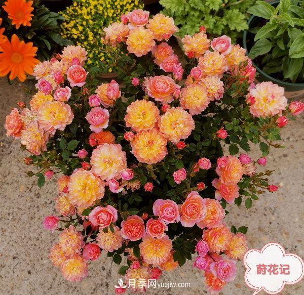 月季冬剪養護，豈能“統一行動(dòng)”？此篇揭開(kāi)冬剪時(shí)間之謎(圖2)