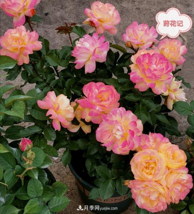 月季冬剪養護，豈能“統一行動(dòng)”？此篇揭開(kāi)冬剪時(shí)間之謎(圖3)