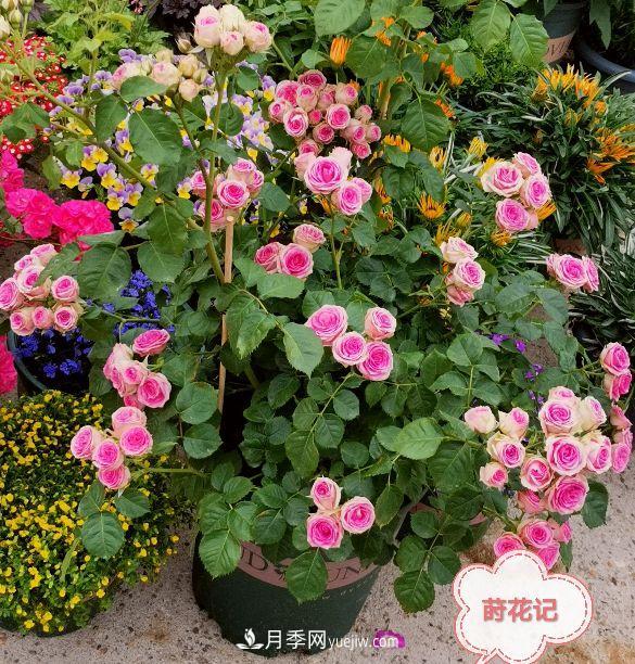 月季冬剪養護，豈能“統一行動(dòng)”？此篇揭開(kāi)冬剪時(shí)間之謎(圖4)