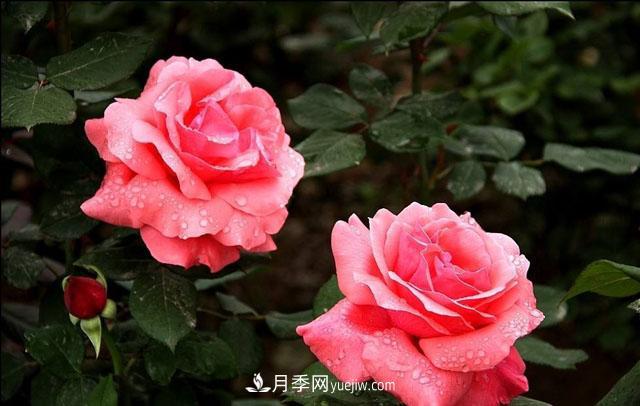 月季花5條養殖方法，花期長(cháng)達180天，香味濃郁撲滿(mǎn)鼻(圖2)