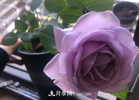 集齊這10種顏色的月季花品種，你就是花界大神，打開(kāi)眼界(圖6)