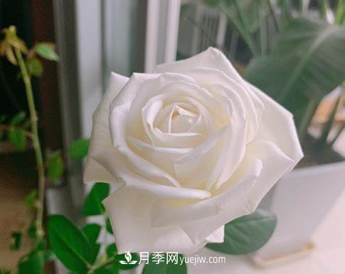 集齊這10種顏色的月季花品種，你就是花界大神，打開(kāi)眼界(圖9)