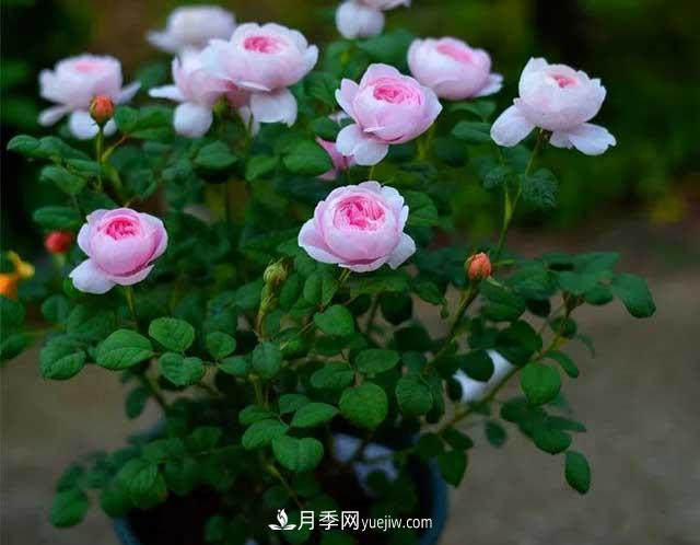 月季花容易招蟲(chóng)，盆里丟兩種東西殺菌滅蟲(chóng)效果好(圖2)