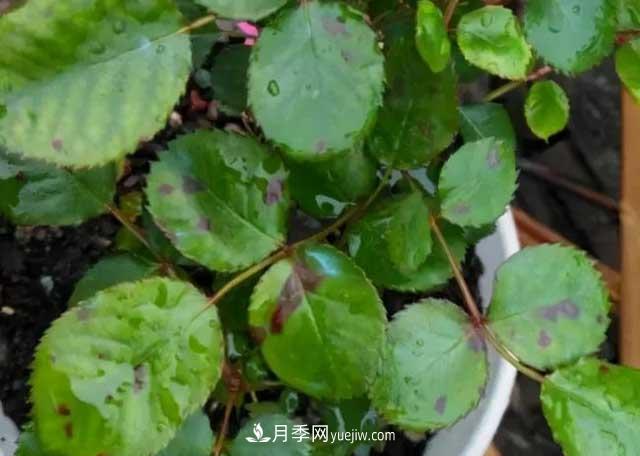 月季花容易招蟲(chóng)，盆里丟兩種東西殺菌滅蟲(chóng)效果好(圖3)