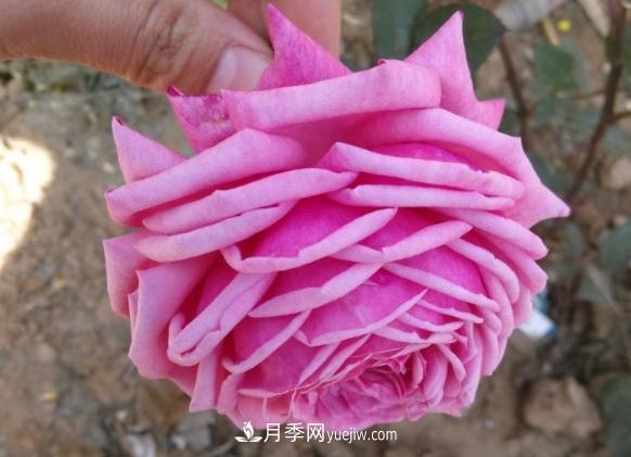 10款月季花，花比拳頭大，隨便一棵就能長(cháng)一院子(圖1)