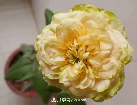 10款月季花，花比拳頭大，隨便一棵就能長(cháng)一院子(圖8)