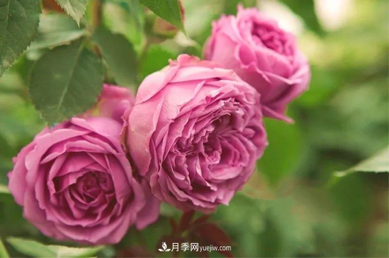 10款月季花，花比拳頭大，隨便一棵就能長(cháng)一院子(圖7)