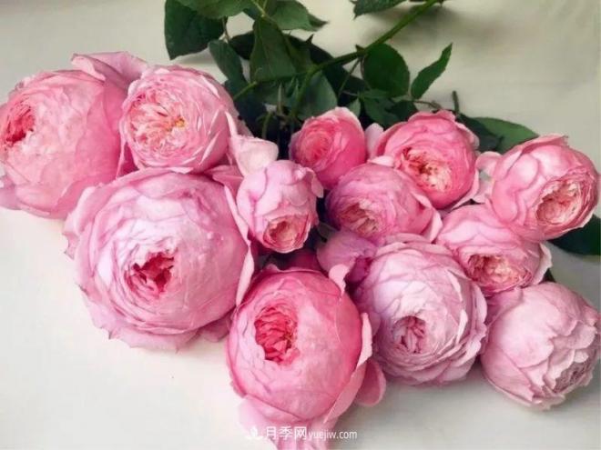 10款月季花，花比拳頭大，隨便一棵就能長(cháng)一院子(圖10)