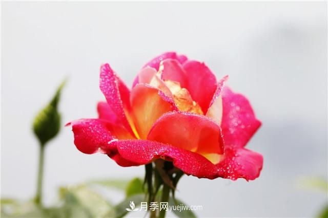 秋冬季節，月季花如何施肥和除蟲(chóng)(圖1)