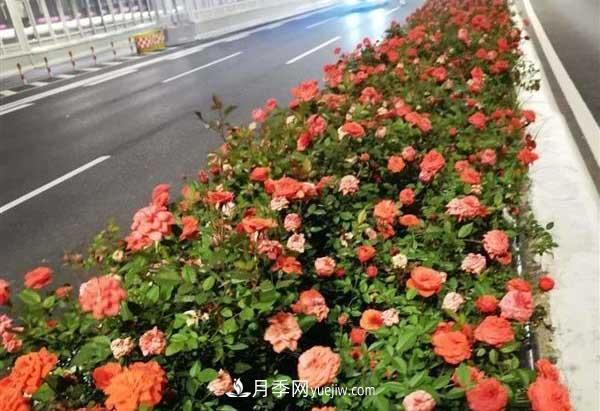 相約金秋，一場(chǎng)月季旋風(fēng)吹遍武漢漢陽(yáng)三鎮！氣場(chǎng)強大堪比春天(圖4)