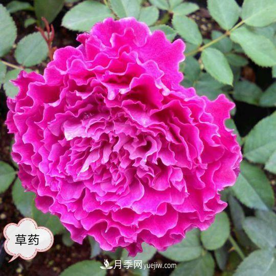 十月，月季栽種好時(shí)節，一堆月季小苗品種推薦(圖1)