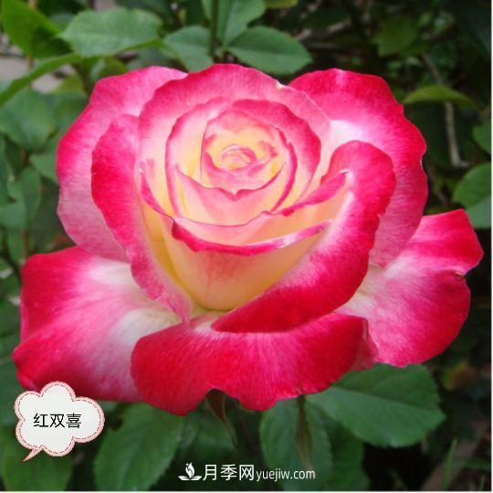 十月，月季栽種好時(shí)節，一堆月季小苗品種推薦(圖25)