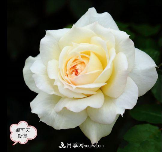 十月，月季栽種好時(shí)節，一堆月季小苗品種推薦(圖18)