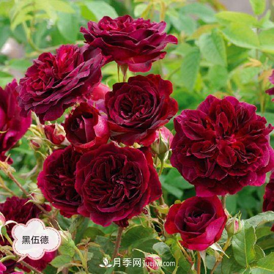 十月，月季栽種好時(shí)節，一堆月季小苗品種推薦(圖15)