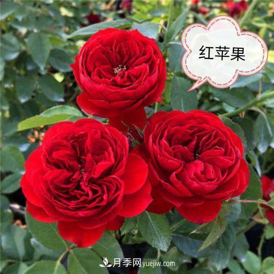 十月，月季栽種好時(shí)節，一堆月季小苗品種推薦(圖4)