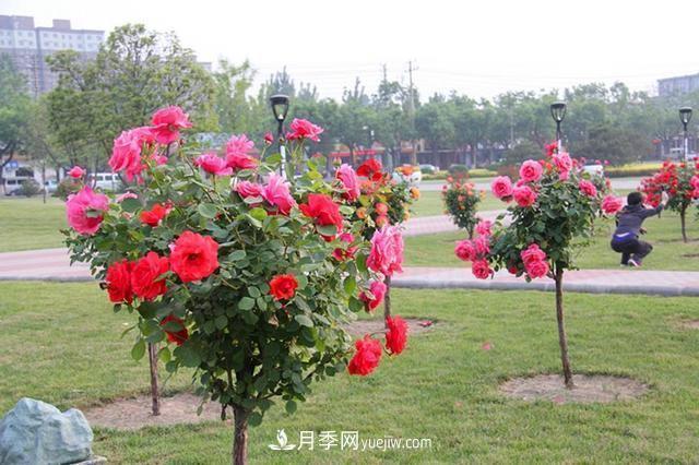樹(shù)狀月季被譽(yù)為“高富帥”，家中院子陽(yáng)臺都可以種植(圖2)