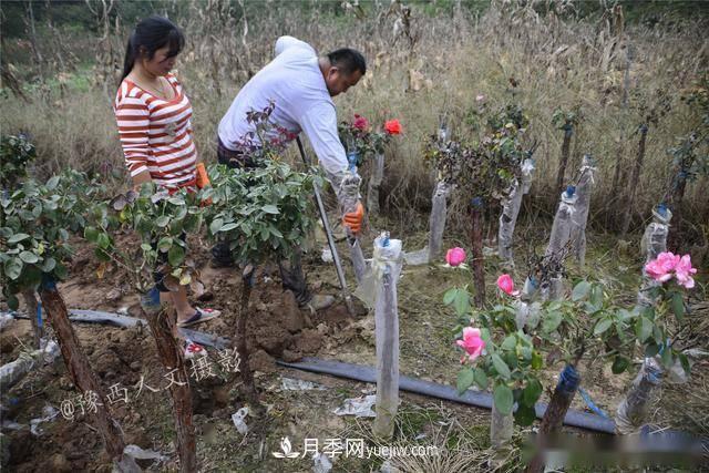 收來(lái)的月季老樁15塊錢(qián)一棵，枯死只能當柴火，走進(jìn)南陽(yáng)內鄉樹(shù)形月季園(圖4)