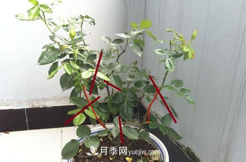 月季冬天如何修剪？冬天能重剪嗎？(圖3)