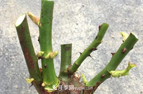 月季冬天如何修剪？冬天能重剪嗎？(圖2)