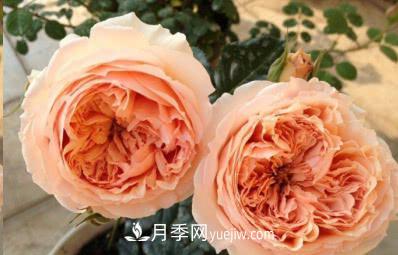 不可錯過(guò)的經(jīng)典灌木月季品種介紹大全！(圖23)