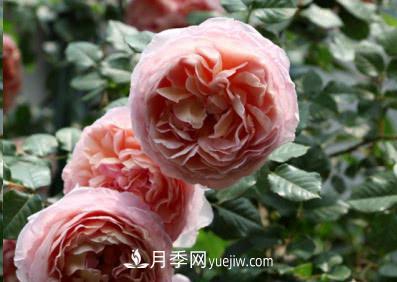 不可錯過(guò)的經(jīng)典灌木月季品種介紹大全！(圖1)
