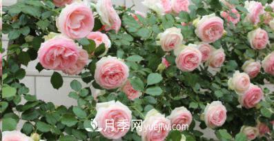 不可錯過(guò)的經(jīng)典灌木月季品種介紹大全！(圖19)