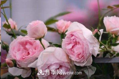 不可錯過(guò)的經(jīng)典灌木月季品種介紹大全！(圖6)