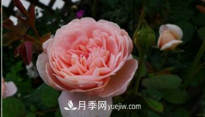 不可錯過(guò)的經(jīng)典灌木月季品種介紹大全！(圖9)