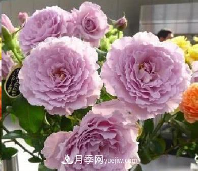 不可錯過(guò)的經(jīng)典灌木月季品種介紹大全！(圖22)