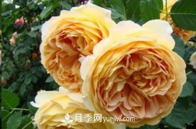 不可錯過(guò)的經(jīng)典灌木月季品種介紹大全！(圖5)
