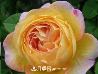 不可錯過(guò)的經(jīng)典灌木月季品種介紹大全！(圖14)