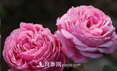 不可錯過(guò)的經(jīng)典灌木月季品種介紹大全！(圖17)