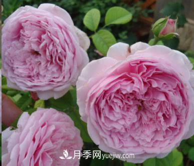 不可錯過(guò)的經(jīng)典灌木月季品種介紹大全！(圖8)