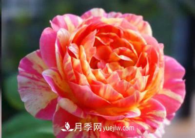 不可錯過(guò)的經(jīng)典灌木月季品種介紹大全！(圖15)