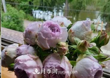 不可錯過(guò)的經(jīng)典灌木月季品種介紹大全！(圖21)