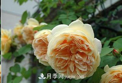 不可錯過(guò)的經(jīng)典灌木月季品種介紹大全！(圖12)