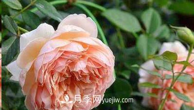 不可錯過(guò)的經(jīng)典灌木月季品種介紹大全！(圖4)