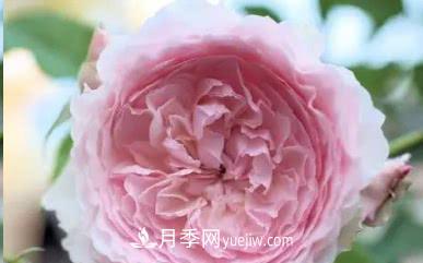 不可錯過(guò)的經(jīng)典灌木月季品種介紹大全！(圖20)