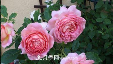不可錯過(guò)的經(jīng)典灌木月季品種介紹大全！(圖3)