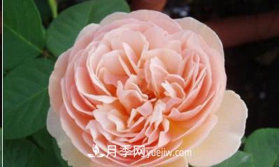 不可錯過(guò)的經(jīng)典灌木月季品種介紹大全！(圖7)