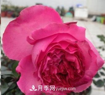 不可錯過(guò)的經(jīng)典灌木月季品種介紹大全！(圖16)