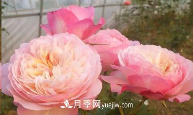 不可錯過(guò)的經(jīng)典灌木月季品種介紹大全！(圖13)