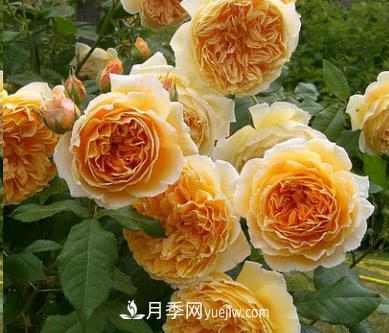 不可錯過(guò)的經(jīng)典灌木月季品種介紹大全！(圖2)