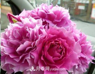 不可錯過(guò)的經(jīng)典灌木月季品種介紹大全！(圖29)